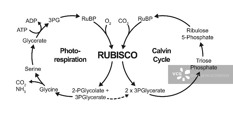 光呼吸和卡尔文循环插图图片素材
