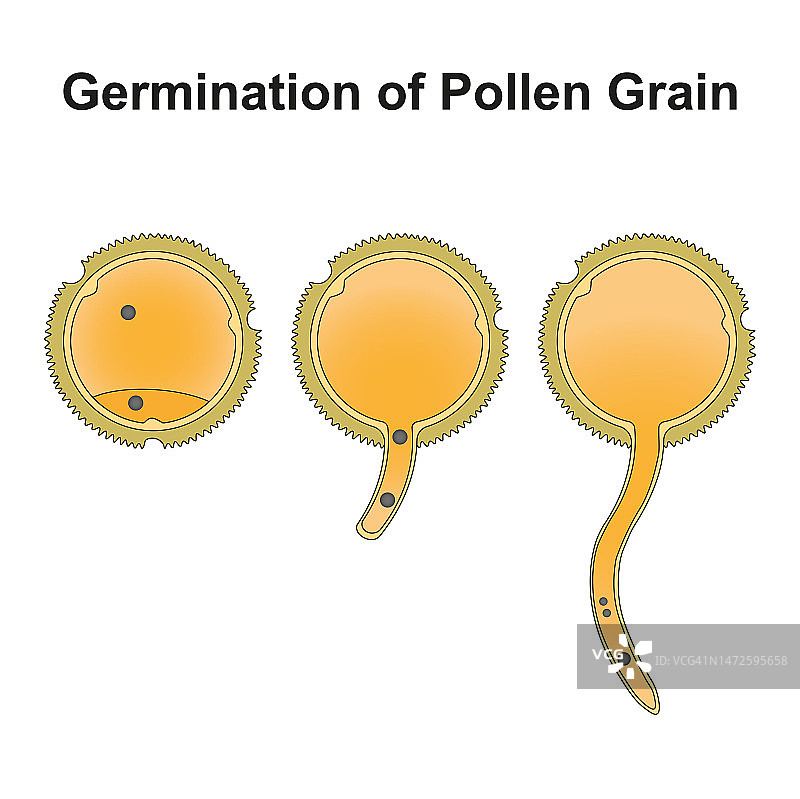 花粉粒发芽，图示图片素材