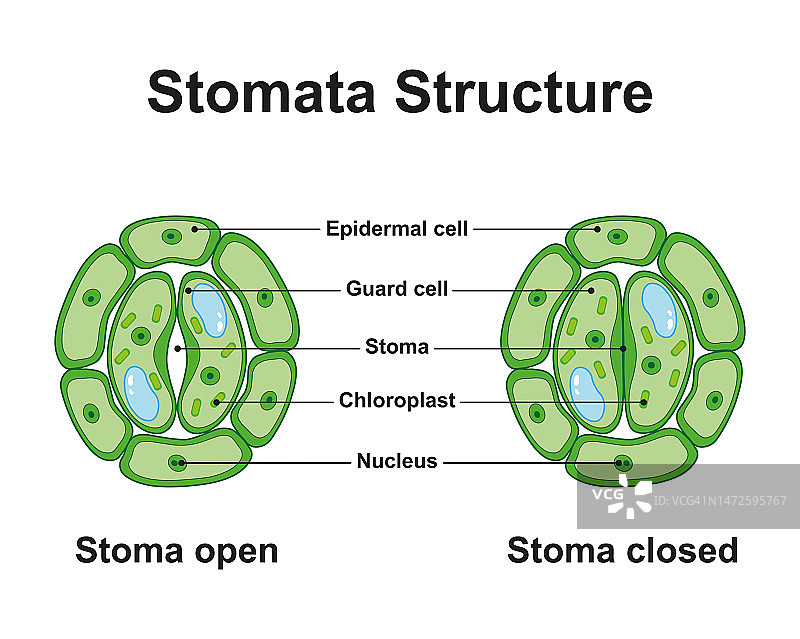 气孔结构，图示图片素材