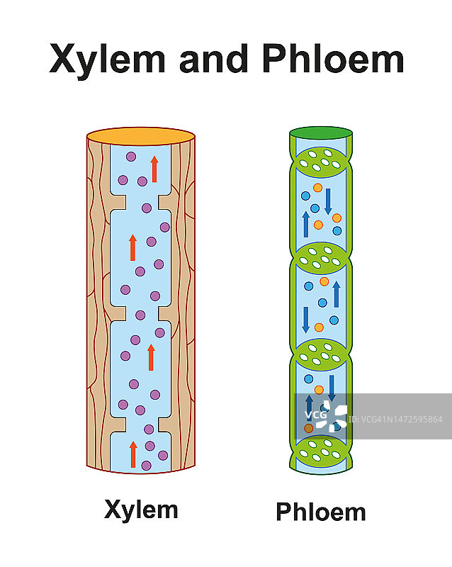 木质部和韧皮部，图示图片素材