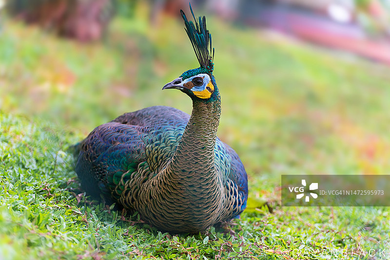 斯里兰卡纳加拉韦瓦原野上的孔雀特写图片素材