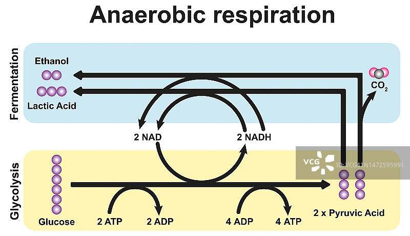 厌氧呼吸，图示图片素材