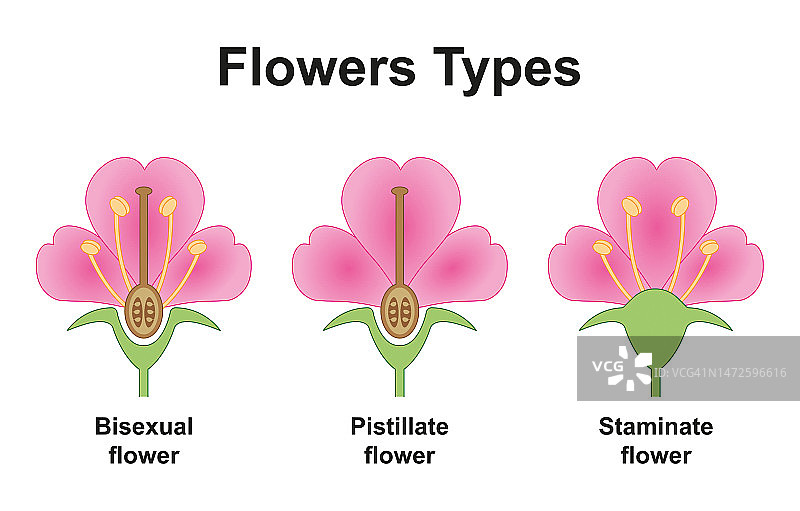 花卉种类插画图片素材