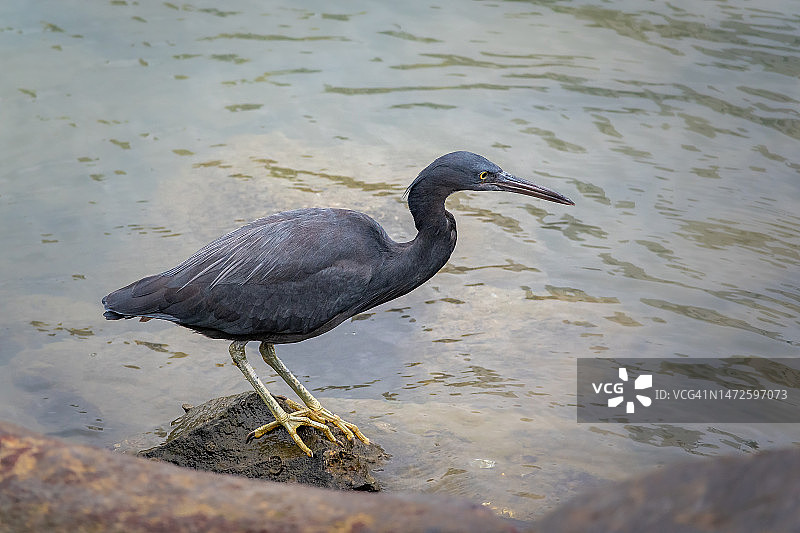高角度拍摄的湖中苍鹭，中国香港图片素材