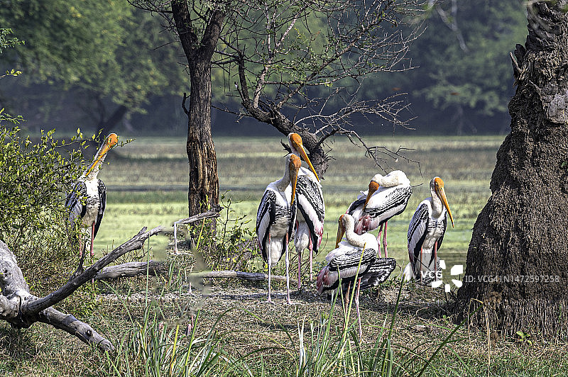 印度巴拉特普尔鸟类保护区里的人们图片素材
