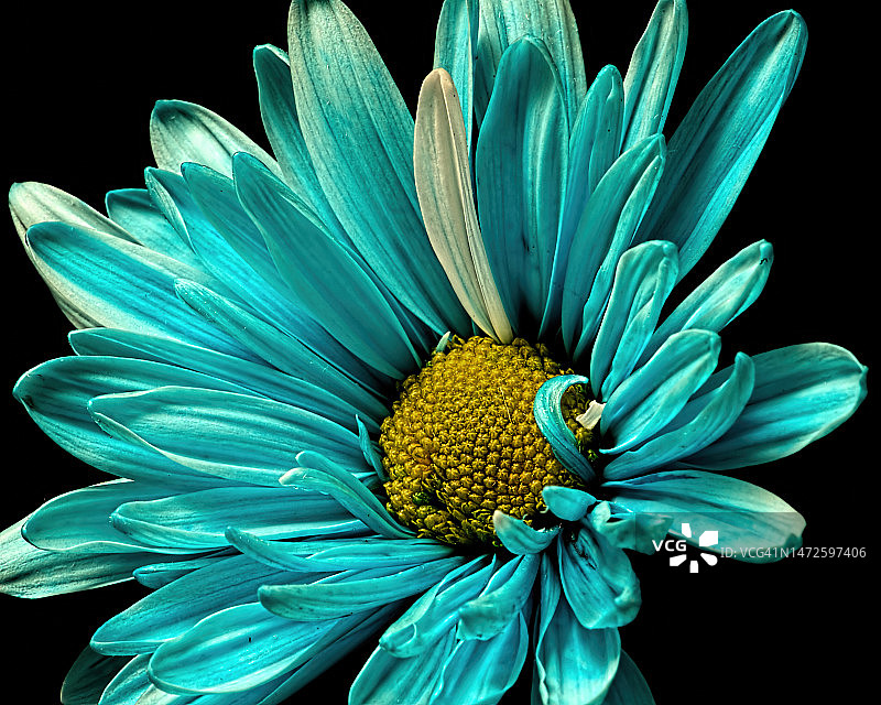 黑色背景下的蓝色花朵特写图片素材