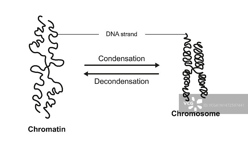 染色质浓缩和解浓缩示意图图片素材