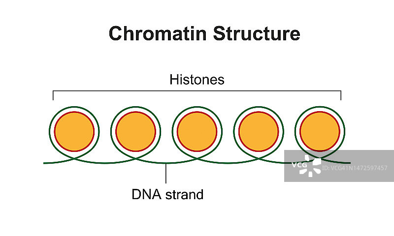 染色质结构图图片素材