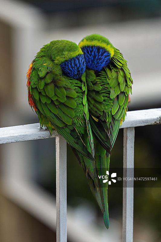 栖息在树枝上的鹦鹉特写，悉尼，新南威尔士州，澳大利亚图片素材