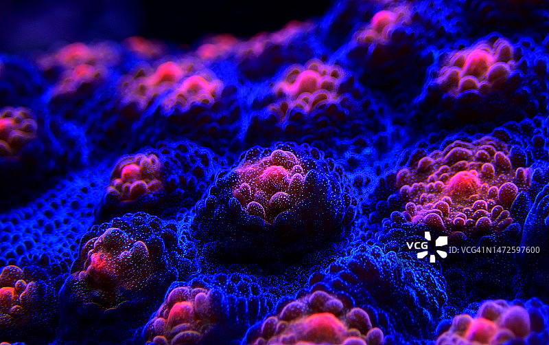 万圣节 Screamer Chalice珊瑚特写，Echinophyllia sp，斯科普里，马其顿图片素材