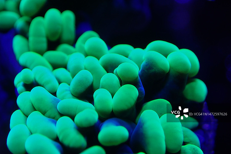 榔头珊瑚图片素材