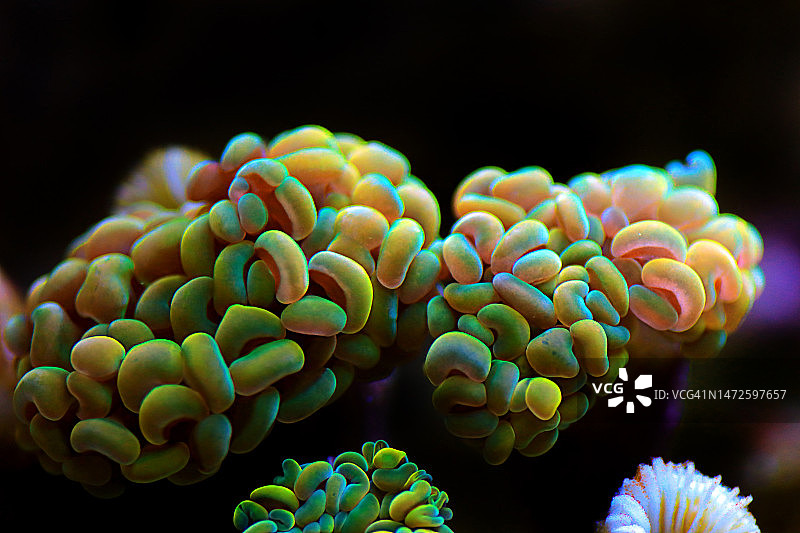 榔头珊瑚图片素材