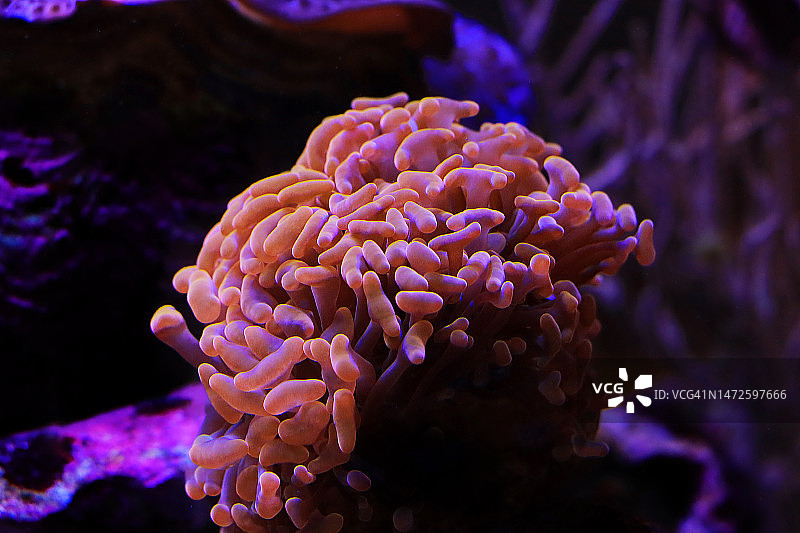 榔头珊瑚图片素材