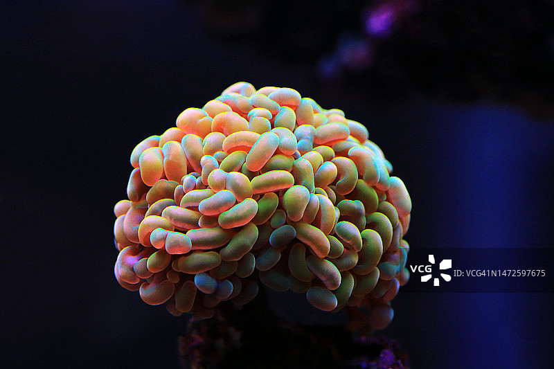 榔头珊瑚图片素材