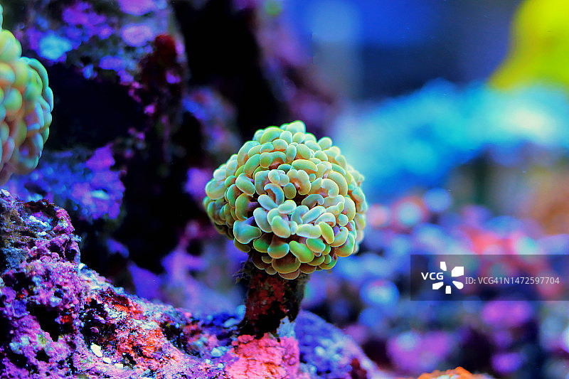 榔头珊瑚图片素材