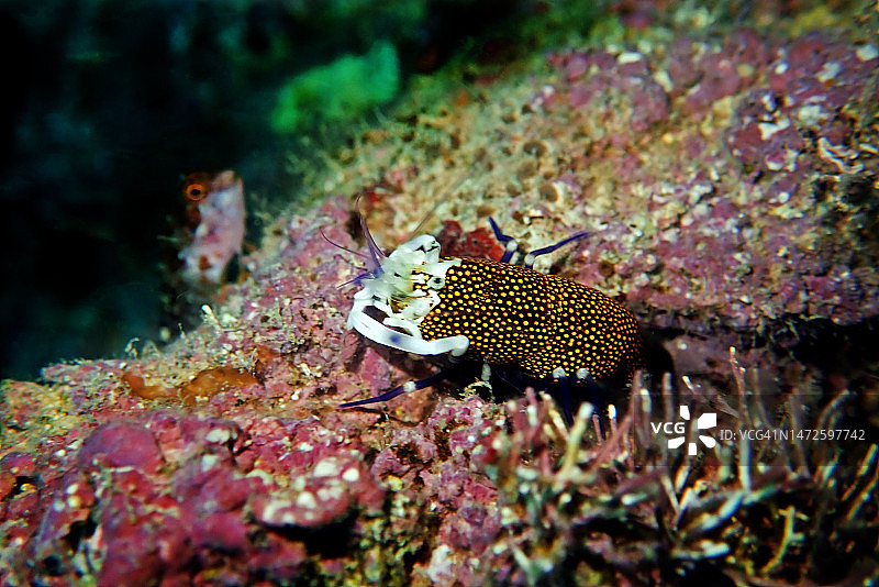 优雅的斑点小丑虾水下风光图片素材