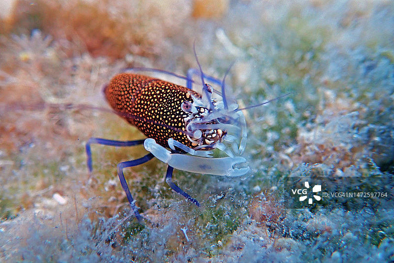 优雅的斑点小丑虾水下风光图片素材