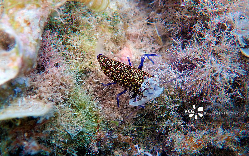 优雅的斑点小丑虾水下风光图片素材