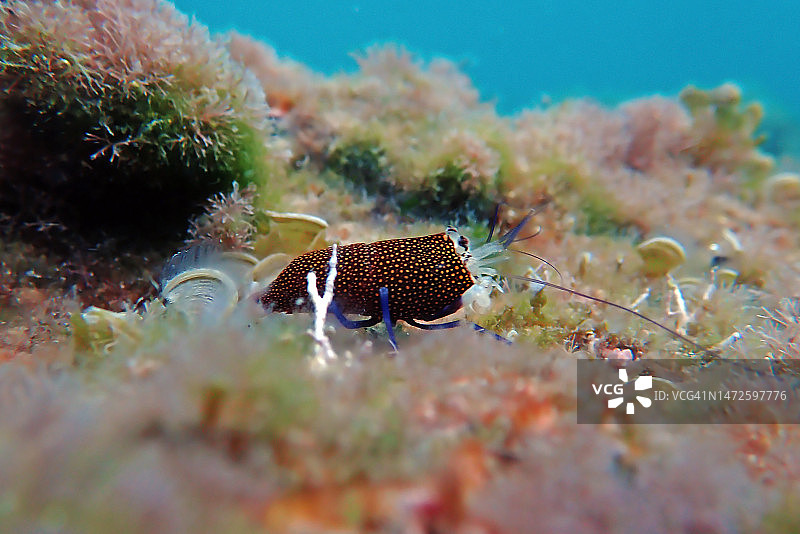 优雅的斑点小丑虾水下风光图片素材