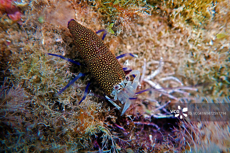 优雅的斑点小丑虾水下风光图片素材