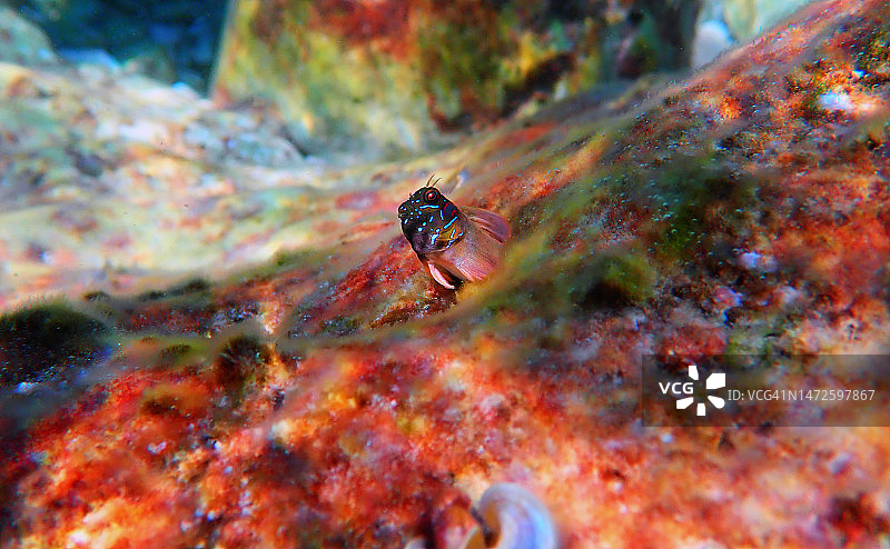 斯芬克斯鳚—Aidablennius sphynx图片素材