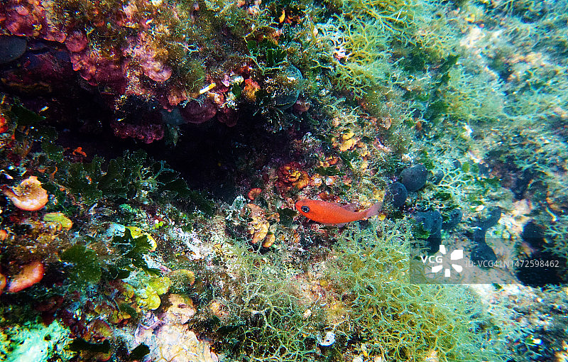 红色地中海天竺鲷图片素材