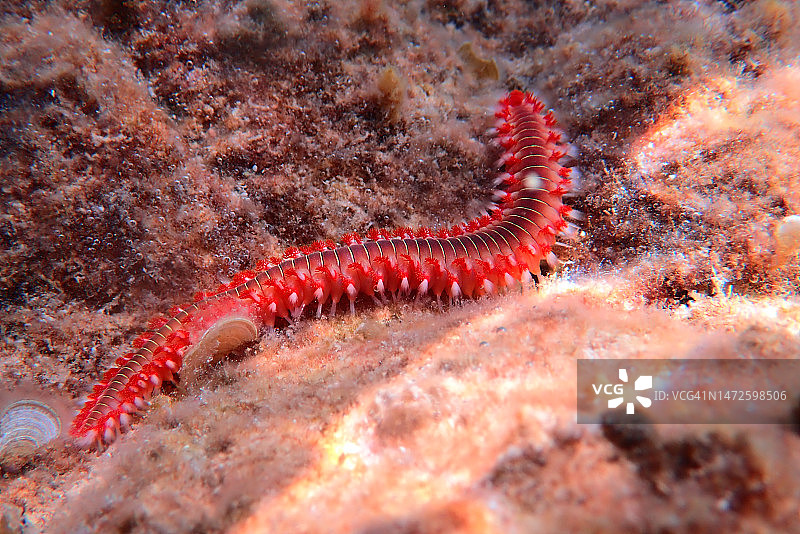 岩石上的毛毛虫特写图片素材