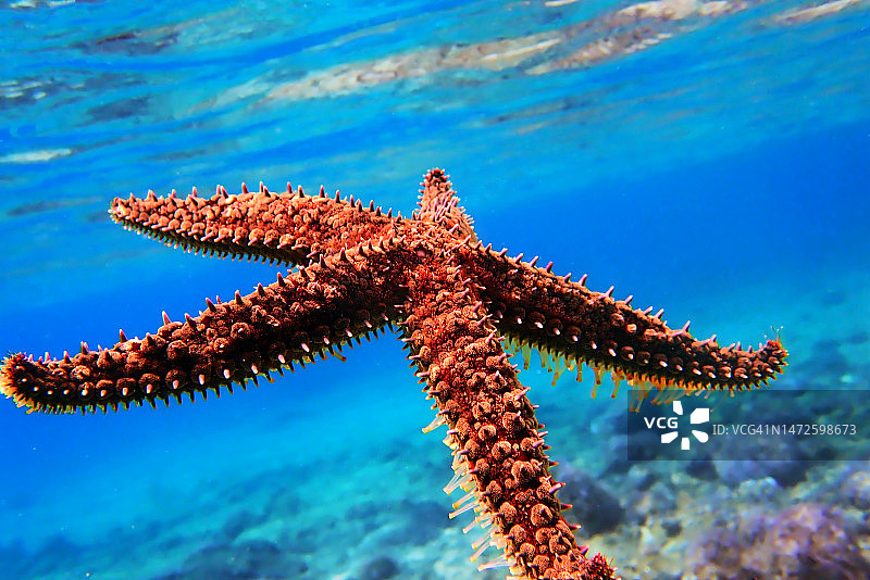 地中海岩石海星图片素材