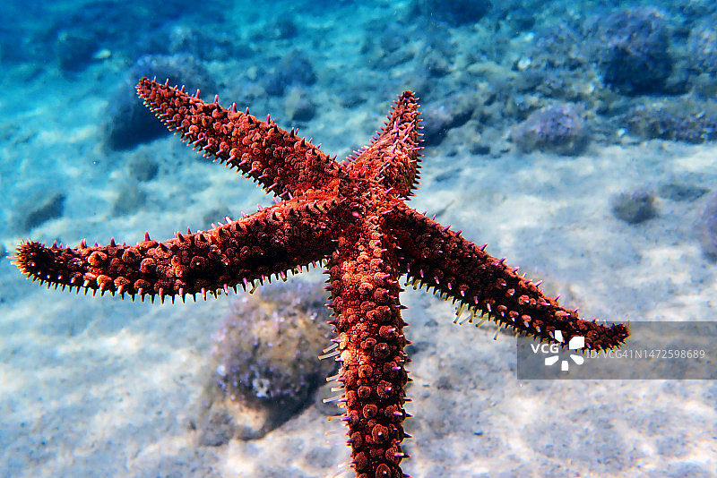 地中海岩石海星图片素材