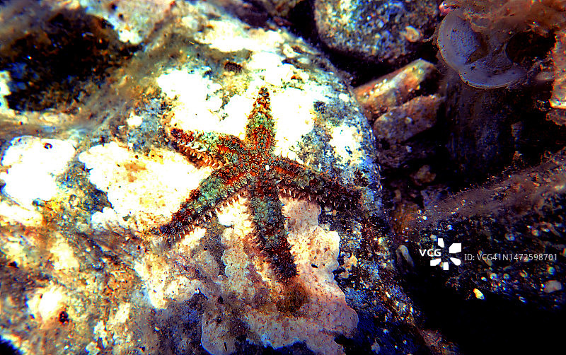 地中海岩石海星图片素材