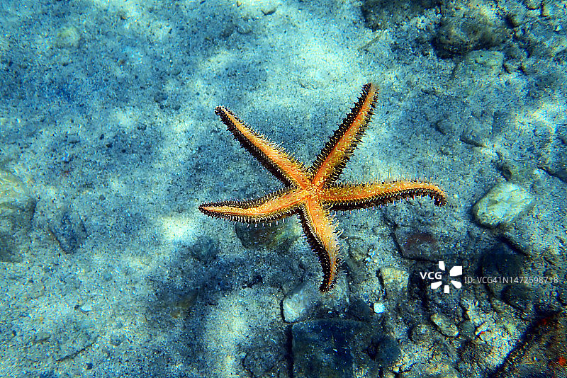 地中海岩石海星图片素材
