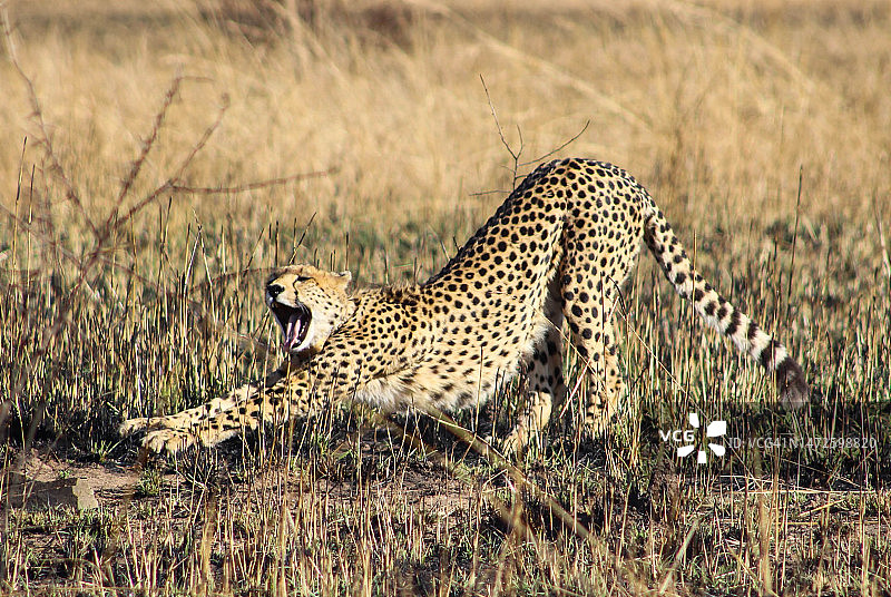 猎豹在草地上行走图片素材
