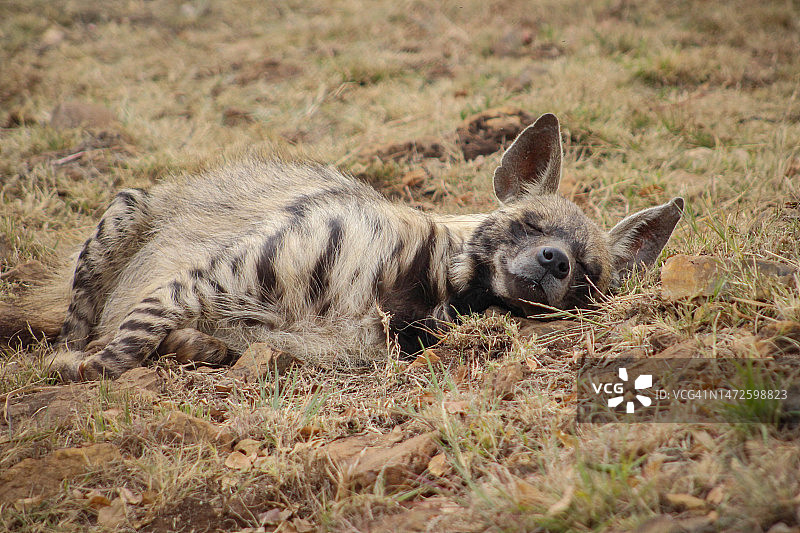 肯尼亚草地上兔子的侧面图图片素材