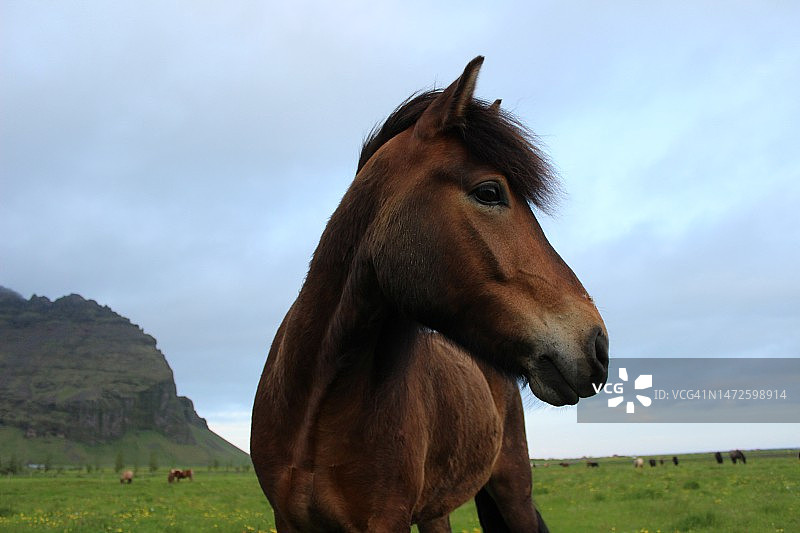 冰岛天空下的纯种马画像图片素材
