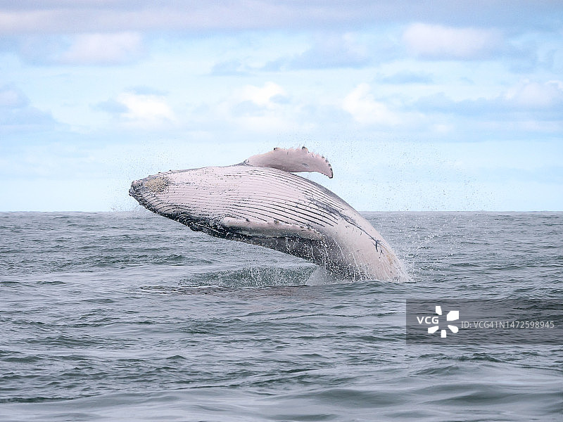 哥伦比亚马拉加湾海豚游泳特写图片素材