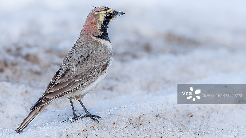 歌雀栖息在雪地上的特写，土耳其图片素材