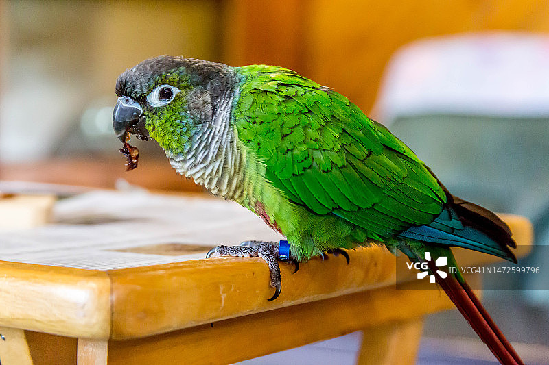 澳大利亚维多利亚州克利尔山，栖息在木头上的鹦鹉特写图片素材