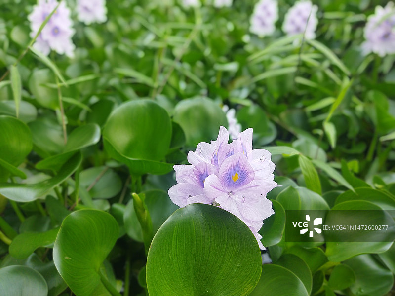 紫色开花植物特写，印度尼西亚图片素材