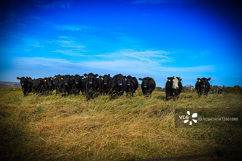 伊利诺伊州斯托克顿奶牛全景照片图片素材