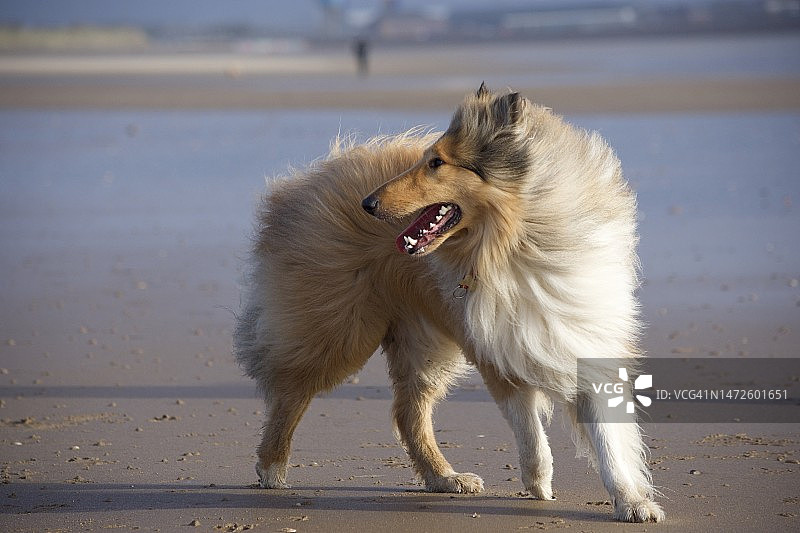 英国海滩上的柯利牧羊犬特写图片素材