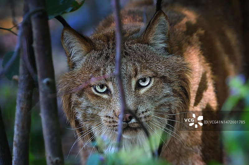 捷克共和国猫咪特写图片素材