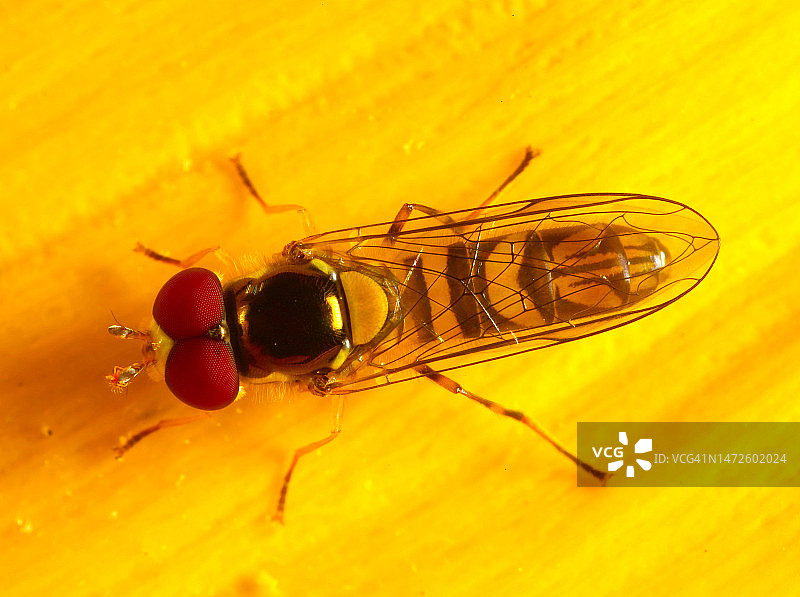 美国麦克拉伦公园：黄色花朵上昆虫的特写图片素材