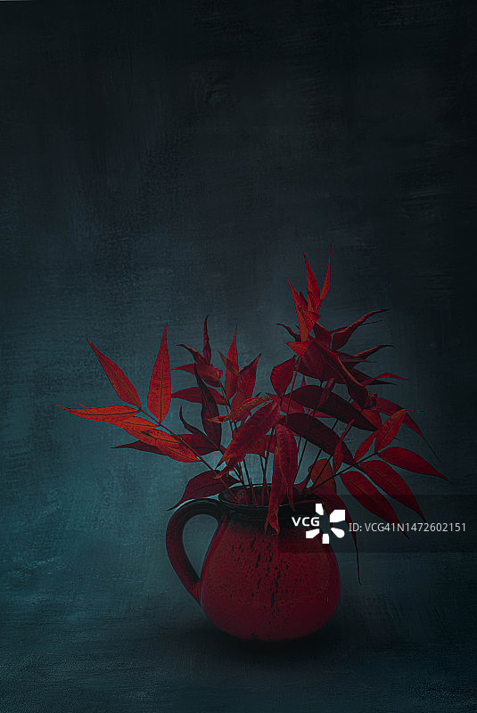 中国红色植物在黑色背景下的特写图片素材