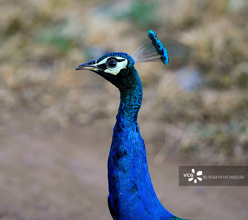 孔雀特写图片素材