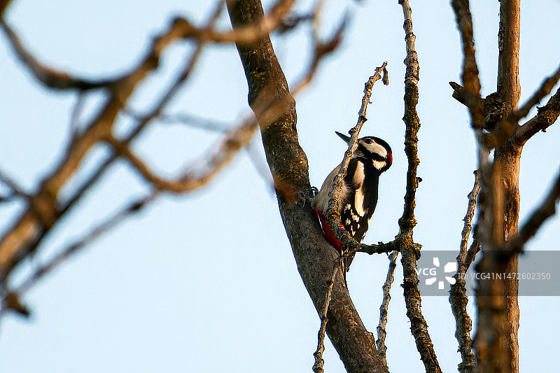 仰视树上的松鼠，斯洛文尼亚图片素材