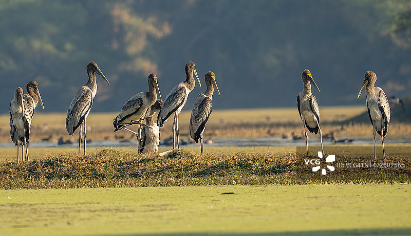 印度拉贾斯坦邦伯拉德布尔湿地风光图片素材