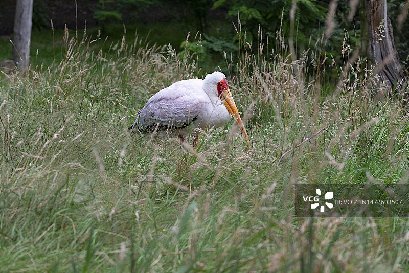 鹳鸟栖息在草地上的侧视图图片素材