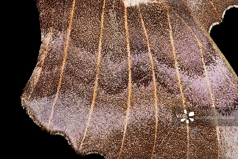 超级微距：白杨鹰蛾翅膀抽象背景纹理，英国马尔文图片素材