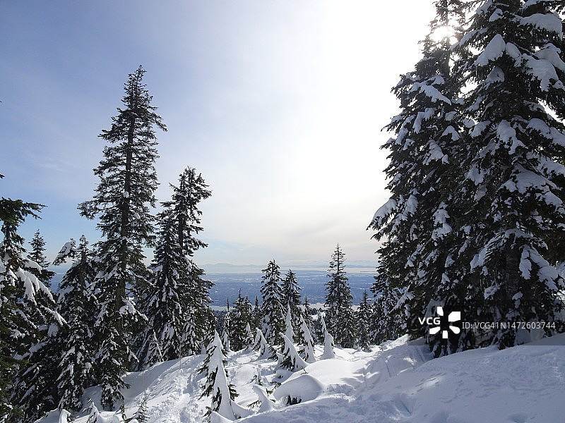 雪地上的树木，加拿大松鸡山图片素材
