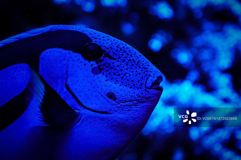 海中游动的鱼特写图片素材